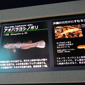 Signage example - Lake Biwa Museum