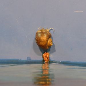 Apple snail replica - Lake Biwa Museum