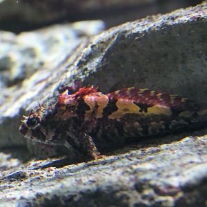 Kinu-kajika (Furcina osimae)