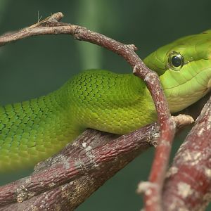 Red-tailed ratsnake : Call of the Wild : 17 Jul 2025