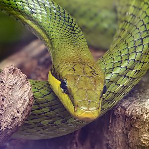 Red-tailed ratsnake : Call of the Wild : 17 Jul 2025