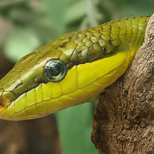 Red-tailed ratsnake : Call of the Wild : 17 Jul 2025