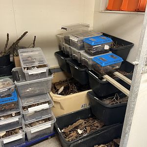 Various Isopods (A. klugi, Cubaris sp. Panda King, various Porcellio, etc) (7/17/25)