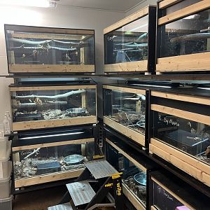 Snake ambassador room (7/17/2025)