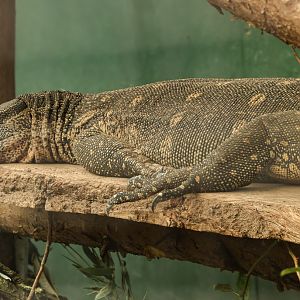 Nile monitor : Call of the Wild : 17 Jul 2025