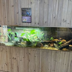 Blue Poison Dart Frog Enclosure at Tropical World (October  2024)