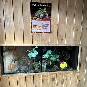 Argentine Horned Frog Enclosure at Tropical World (October 2024)