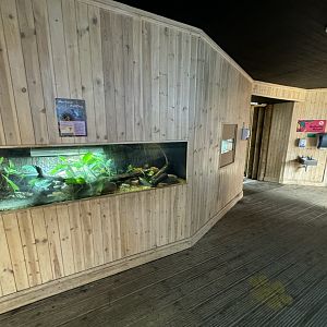 Amphibian Exhibits at Tropical World (October 2024)