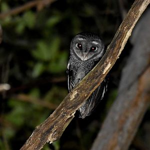 Greater Sooty Owl