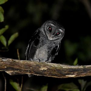 Greater Sooty Owl