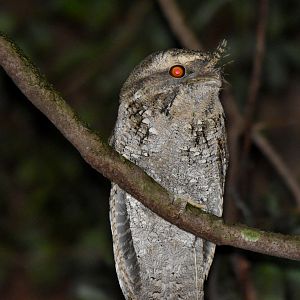 Marbled Frogmouth