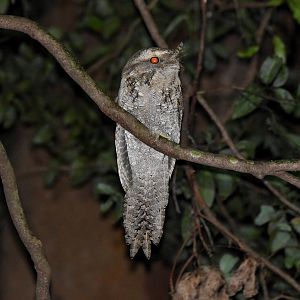 Marbled Frogmouth