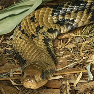 False water cobra : Call of the Wild : 17 Jul 2025