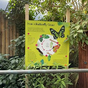 Butterfly Signage at Tropical World (October 2024)