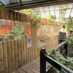 Morelet's Crocodile Viewing Area at Tropical World (October 2024)