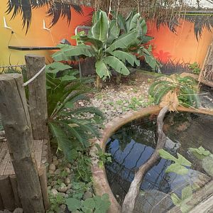 Morelet's Crocodile Enclosure at Tropical World (October 2024)