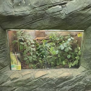 Jungle Nymph Exhibit at Tropical World (October 2024)