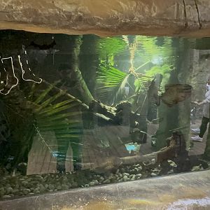 Red-bellied Piranha Tank at Tropical World (October 2024)