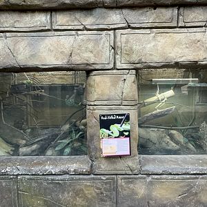 Red-tailed Racer Enclosure at Tropical World (October 2024)