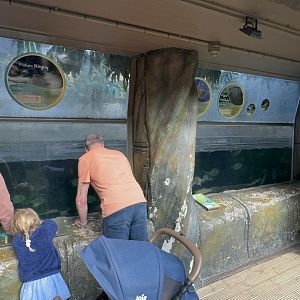 Flooded Forest Tank at Tropical World (October 2024)