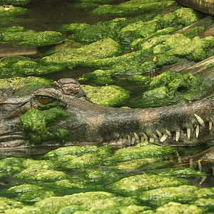 False gharial : Call of the Wild : 17 Jul 2025