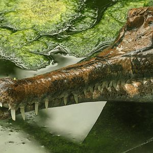 False gharial : Call of the Wild : 17 Jul 2025