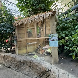 Elongated Tortoise Enclosure at Tropical World (October 2024)