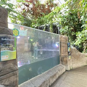 Waterfall Tank at Tropical World (October 2024)