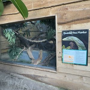 Emerald Tree Monitor Enclosure at Tropical World (October 2024)
