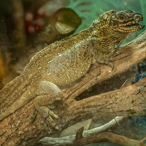 Philippine sailfin lizard : Call of the Wild : 17 Jul 2025