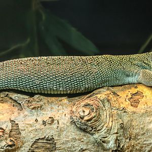 Biak tree monitor : Call of the Wild : 17 Jul 2025