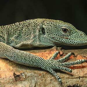 Biak tree monitor : Call of the Wild : 17 Jul 2025