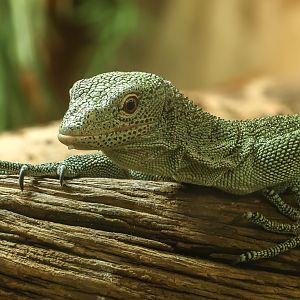 Biak tree monitor : Call of the Wild : 17 Jul 2025