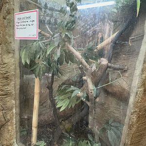 Madagascar Giant Day Gecko Enclosure at Tropical World (October 2024)