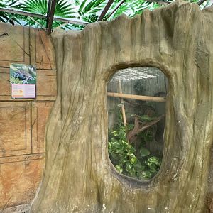 Amazon Milk Frog Enclosure at Tropical World (October 2024)