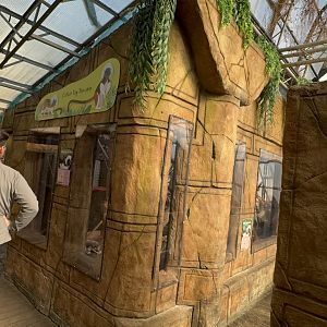 Cotton-top Tamarin Enclosure at Tropical World (October 2024)