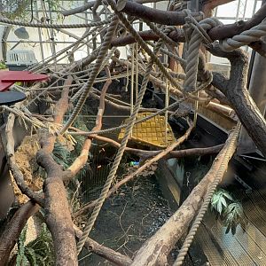 Cotton-top Tamarin Enclosure at Tropical World (October 2024)