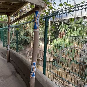 Indian Crested Porcupine Viewing Area at Tropical World (October 2024)