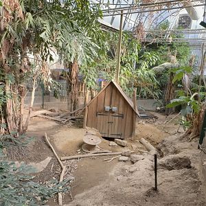 Indian Crested Porcupine Enclosure at Tropical World (October 2024)