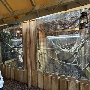 Callitrichid Enclosure at Tropical World (October 2024)