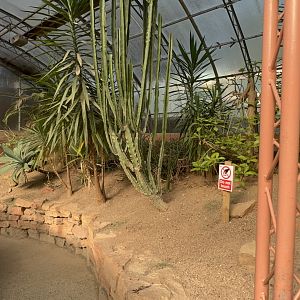 Desert House Plants at Tropical World (October 2024)