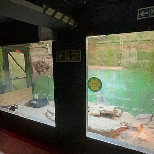 Mexican Beaded Lizard Enclosure at Tropical World (October 2024)