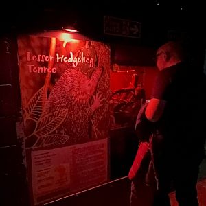 Lesser Hedgehog Tenrec Enclosure at Tropical World (October 2024)