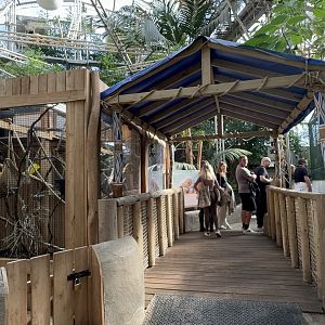 Pygmy Marmoset Viewing Area at Tropical World (October 2024)