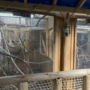 Pygmy Marmoset Enclosure at Tropical World (October 2024)