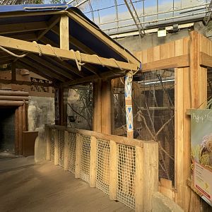 Pygmy Marmoset Viewing Area at Tropical World (October 2024)