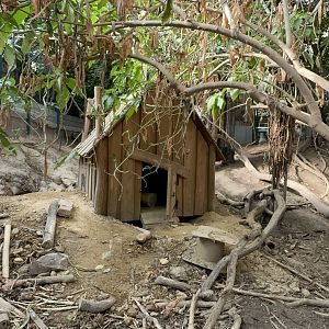Indian Porcupine Enclosure at Tropical World (October 2024)