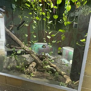Argentine Black-and-White Tegu Enclosure at Tropical World (October 2024)