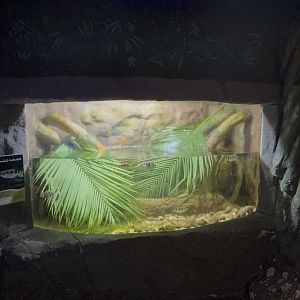 Archerfish Tank at Tropical World (October 2024)