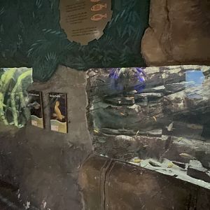 Cichlid Tanks at Tropical World (October 2024)
